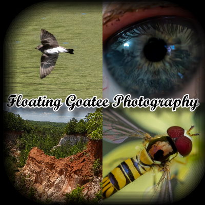 Floating Goatee Photography